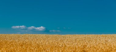 Golden field of ripened cereal, yellow wheat and rye against the blue sky.