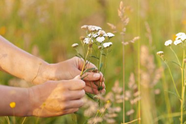 Şifalı bitkiler ve alternatif tıp. Yabani bitkiler sağlık için iyidir..