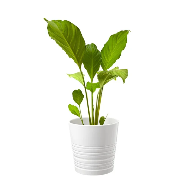 Planta Verde Maceta Aislada Sobre Fondo Blanco Inicio Diseño Interiores —  Fotos de Stock