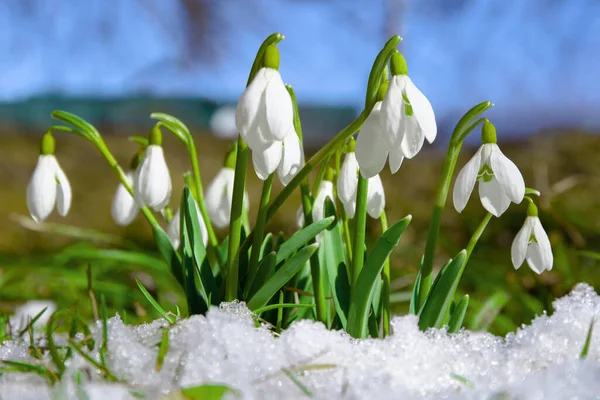 Grupo Nevadas Nieve Flores Primavera —  Fotos de Stock
