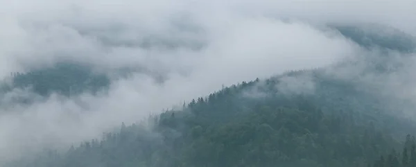 Bosque Coníferas Niebla Mañana Niebla Montañas Que Respiran Frescura Misterio — Foto de Stock