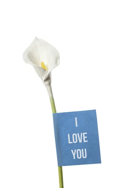 Květina Calla Izolovaná Bílém Pozadí Připojeným Tónem Miluji Romantické Vyjádření — Stock fotografie