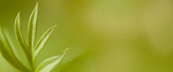 Молода Рослина Краплі Роси Сонячне Світло Екологія Флора Природа Формат — стокове фото