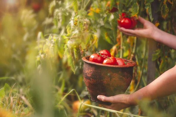 Choisissez Des Tomates Mûres Dans Brousse Des Légumes Cultivés Maison — Photo