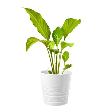 Beyaz arkaplanda izole edilmiş ev süslemeleri..