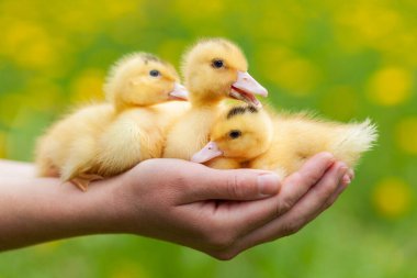 Ellerinde üç sarı ördek yavrusu, yeni doğmuş bir kümes hayvanı.