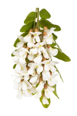 Çiçek açan akasya, beyaz arka planda kesilmiş, çiçek açan ağaç..