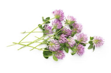 Beyaz arka planda pembe yonca, bir buket yabani ot..