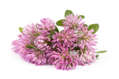 Beyaz arka planda yabani yonca çiçekleri, alternatif tıp.