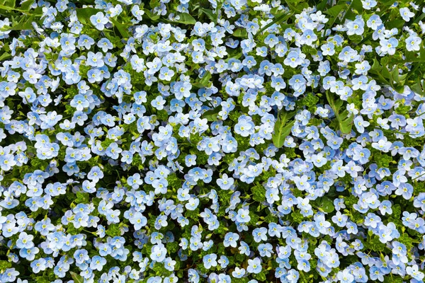 Квітучий Луг Блакитними Квітами Тло Диких Рослин — стокове фото