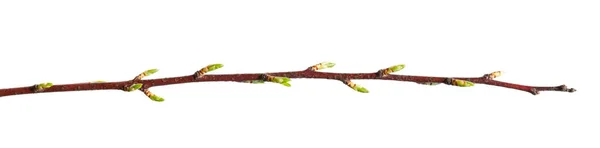 白い背景に蕾を持つ凍傷木の枝 — ストック写真