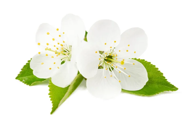Flores Cerezo Sobre Fondo Blanco Árbol Floreciente —  Fotos de Stock