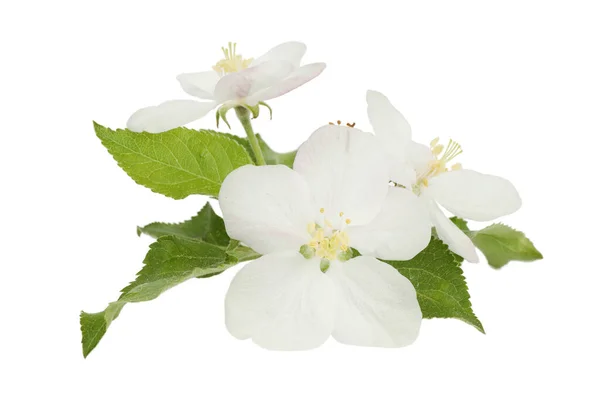 Äppelträd Blommor Vit Bakgrund Vår Blomning — Stockfoto