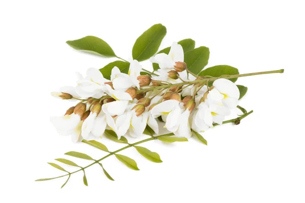 Virágzó Akác Fehér Háttérrel Gyönyörű Virágzás — Stock Fotó