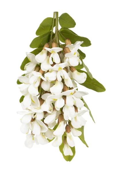 Çiçek Açan Akasya Beyaz Arka Planda Kesilmiş Çiçek Açan Ağaç — Stok fotoğraf