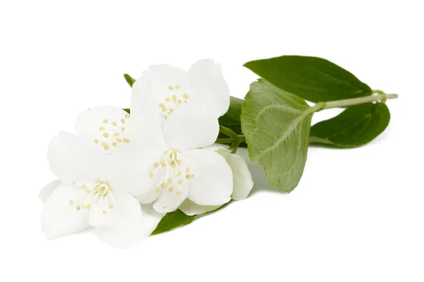 Beyaz Arka Planda Yaprakları Olan Yasemin Çiçeği — Stok fotoğraf