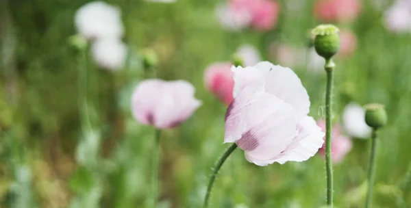 Поппи Цветы Поле Красивое Растение — стоковое фото