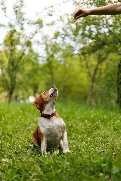 Trening Psów Zwierzęce Posłuszeństwo Czas Wolny Beagle Parku — Zdjęcie stockowe