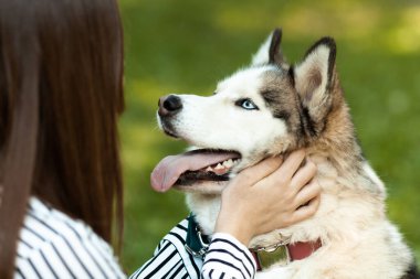 Şirin bir Husky 'nin etrafı özenle çevrili. Sahibi hayvanın kafasını okşar.