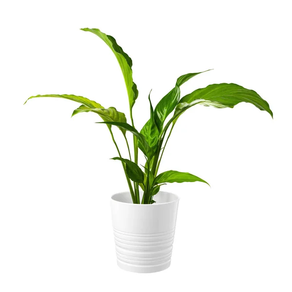 Groene Plant Pot Geïsoleerd Witte Achtergrond Voor Ontwerp — Stockfoto
