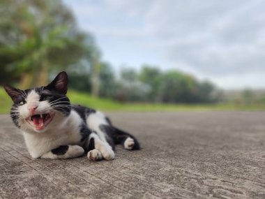 Bir kedi ağzını açarken bahçenin kenarında oturuyordu.