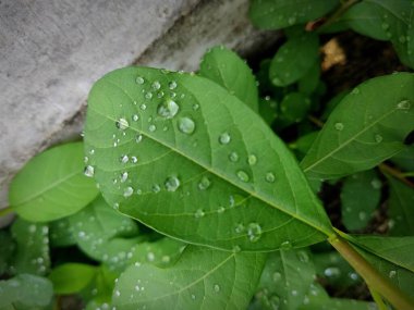 Birkaç koyu yeşil yaprağı kapat ve yağmur suyundan bir sürü çiy damlası damlası bırak.