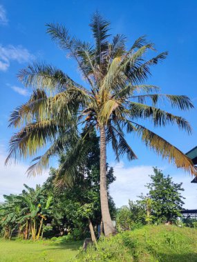 Sarımsı yeşil yapraklı uzun hindistan cevizi ağacı yeşil bir alanın ortasında, arkasında parlak mavi gökyüzü olan ağaçlarla çevrili.