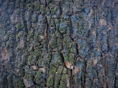 Kaba, desenli ağaç kabuğu yüzeyine yakın derin yarıklar ve çatlaklarda büyüyen yeşil yosun parçalarıyla çatlak desenleri.