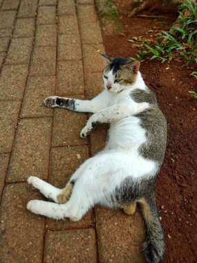 Beyaz kürklü ve gri benekli evcil bir kedi kaldırımda rahatça yatıyor..