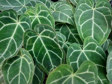 Andoryum süsleme bitkisinin koyu yeşil yapraklarını, kalp şeklinde kapatır.