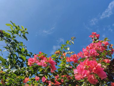 Mavi gökyüzü arka planında pembe kağıt çiçekleri