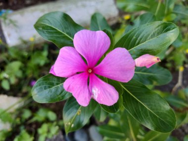 Çiçek açan parlak renkli bir çiçeğin yakın plan fotoğrafı ve bahçedeki yemyeşil yaprakların arka planına karşı bir sürü taç yaprakları.