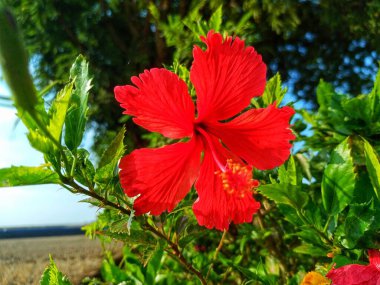 Çiçek açan Hibiscus bitkileri büyüleyici.