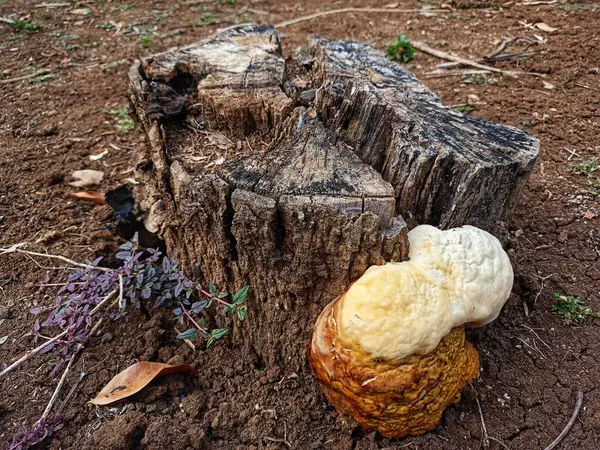 Mushrooms on wood in residents' yards
