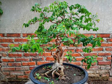 Güzel bir saksıda bonsai ağacı