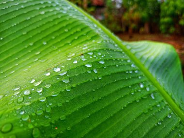 Muz ağacı yapraklarındaki çiğ taneleri