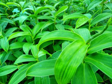 Melekle birlikte Chilocostus bitkisinin manzarası