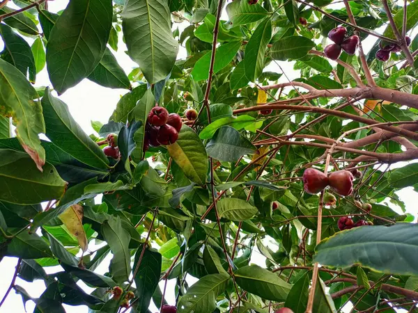 stock image Fresh water guava ripening on a tree