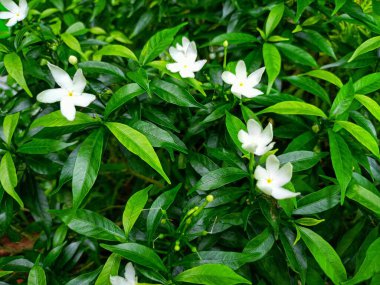 Japon yasemin çiçekleri bahçede, meleklerle birlikte.