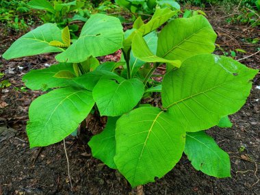 Genç meşe ağacı. Taze, geniş yapraklı. Üst melekli.
