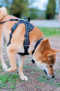 Balade extrieure d'un Shiba 