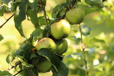 Bahçedeki ağaçtaki elmalar
