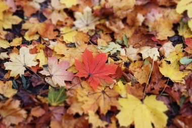 sonbahar yaprakları halı