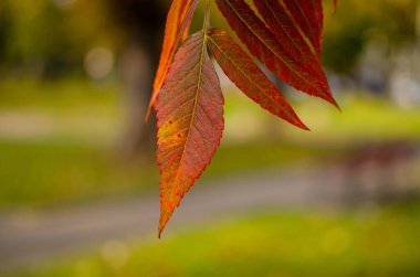 Vinegar tree. Autumn bright colors, on the city street clipart