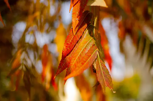 stock image Vinegar tree. Autumn bright colors, on the city street