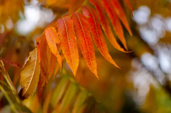 Stock image Vinegar tree. Autumn bright colors, on the city street