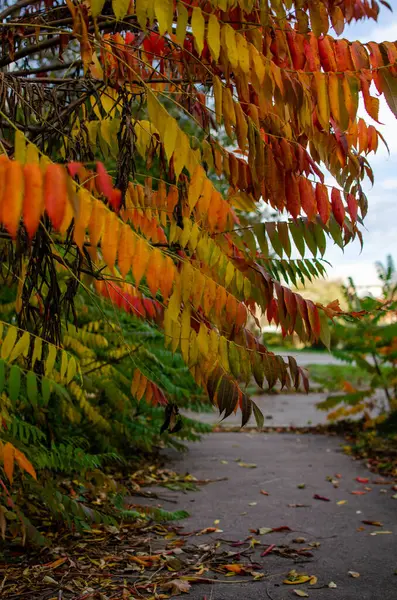 stock image Vinegar tree. Autumn bright colors, on the city street