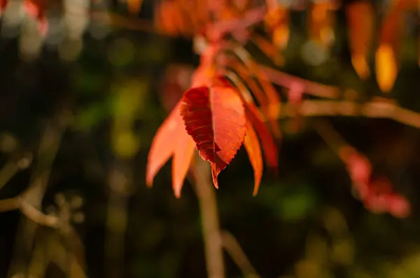 stock image Vinegar tree. Autumn bright colors, on the city street