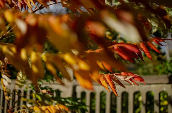 Stock image Vinegar tree. Autumn bright colors, on the city street