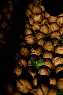 Daha yeni toplanan cevizlerin arkaplanı